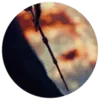 Image posted by the member