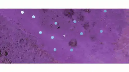 Image posted by the member