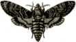 Image posted by the member
