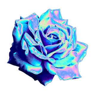 Image posted by the member