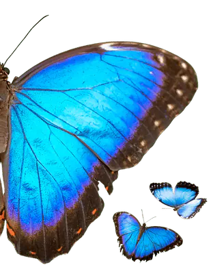Image posted by the member