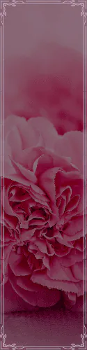 Image posted by the member