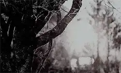 Image posted by the member