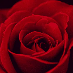 Image posted by the member