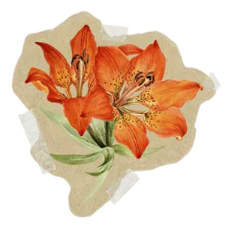 Image posted by the member