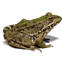 Image posted by the member