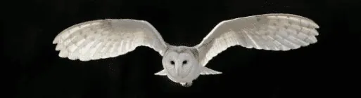 Image posted by the member