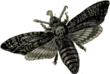 Image posted by the member