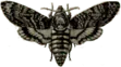 Image posted by the member
