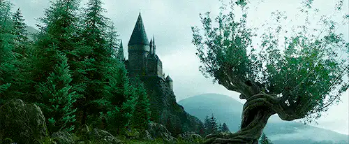 Image posted by the member