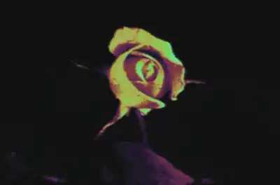 Image posted by the member