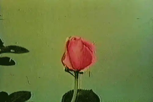 Image posted by the member