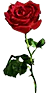 Image posted by the member