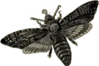 Image posted by the member