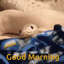 Image posted by the member