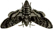 Image posted by the member