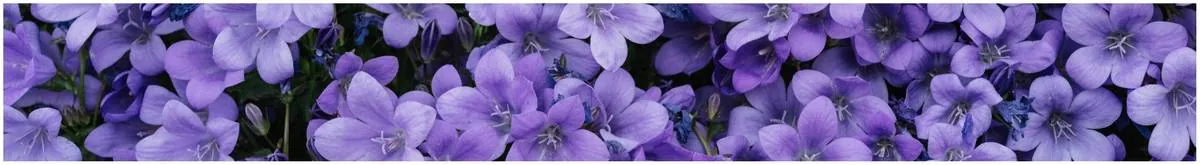 Image posted by the member
