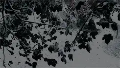 Image posted by the member