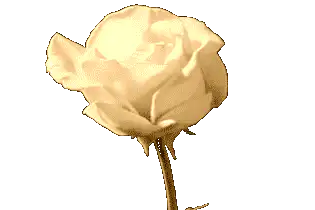 Image posted by the member